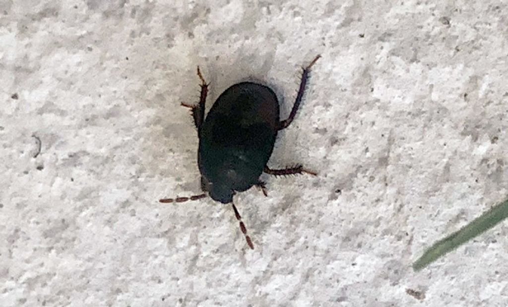 Eterottero Cydnidae da Palinuro